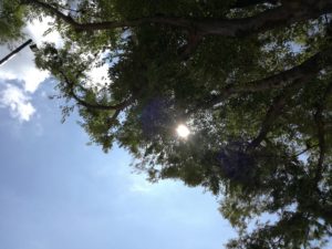 打ち合わせ前、上野公園。青空と木の間から見えた太陽。