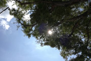 打ち合わせ前、上野公園。青空と木の間から見えた太陽。